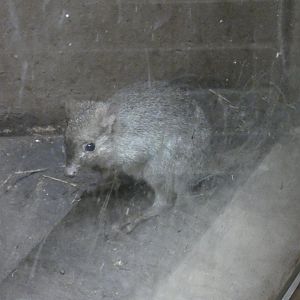 Brush-tailed bettong