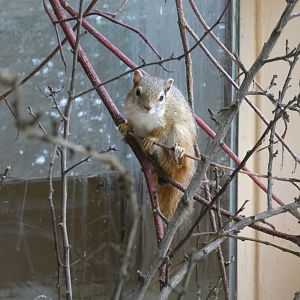 Smith's bush squirrel