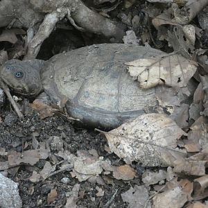 Yellow-bellied mud turtle