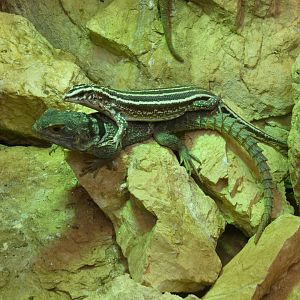 Cuvier's Madagascar swift and Four-lined girdled lizard