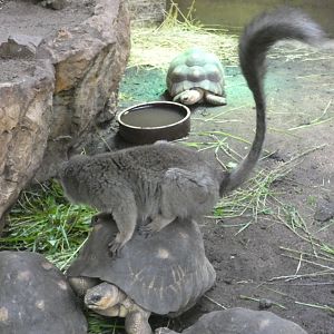 Brown lemur and radiated tortoise