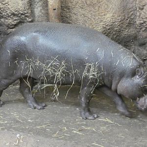 Pygmy hippopotamus