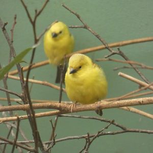 Sudan golden sparrow