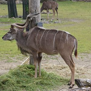 Greater kudu
