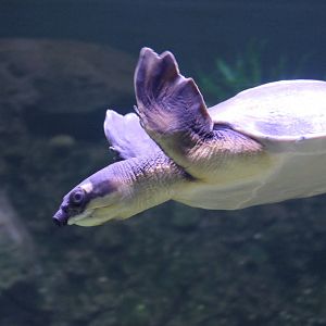 Pignose Turtle (Carettochelys insculpta)