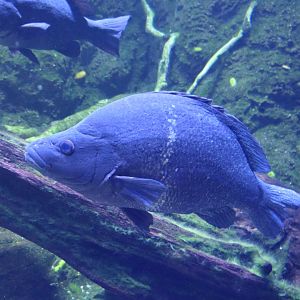 Sooty Grunter (Hephaestus fuliginosus)