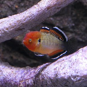 Empire Gudgeon (Hypseleotris compressa)