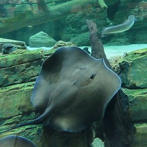 Freshwater Whiptail Ray (Urogymnus dalyensis)