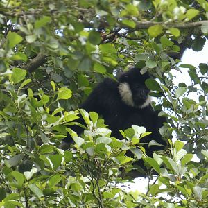 Northern white-cheeked gibbon