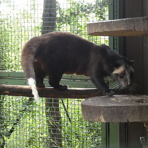 White-bearded masked palm civet