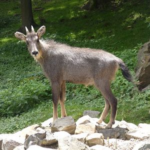 Chinese goral