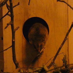 White-tailed antsangy