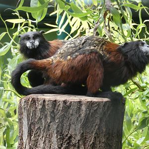 Red-mantled saddle-back tamarin