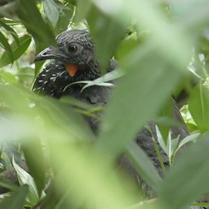 Northern Marail guan