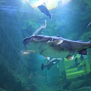 Giant Forktail Catfish (Neoarius graeffei)