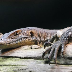 Merten's Water Monitor (Varanus mertensi)