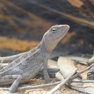 Northern Two-lined Dragon (Diporiphora bilineata)