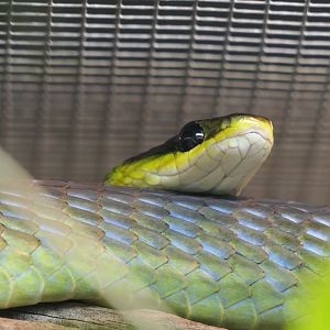 Common Tree Snake (Dendrelaphis punctulatus)