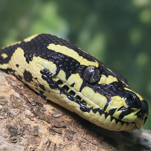 Jungle Carpet Python (Morelia spilota cheynei)