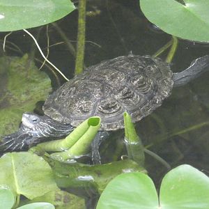Balkan pond turtle