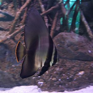 Pinnate Batfish (Platax pinnatus)