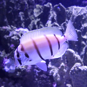 Convict Tang (Acanthurus triostegus)