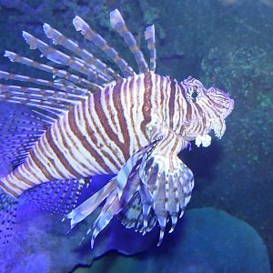 Volitans Lionfish (Pterois volitans)