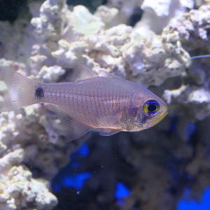 Painted Cardinalfish (Taeniamia fucata)