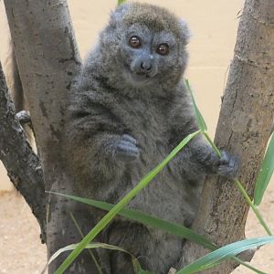 Lac Alaotra bamboo lemur