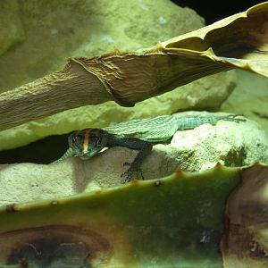 Collared flat lizard