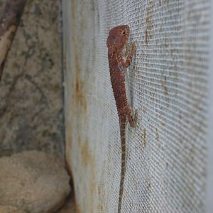 Central Australian earless dragon