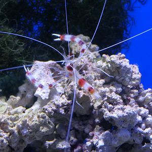 Coral Banded Shrimp (Stenopus hispidus)