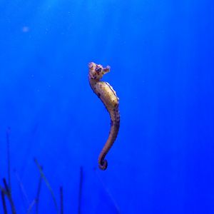 Common Seahorse (Hippocampus kuda/taeniopterus)