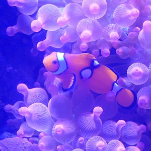 Percula Clownfish (Amphiprion percula)