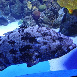 Flowery Cod (Epinephelus fuscoguttatus)