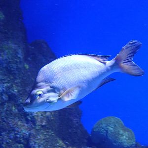 Paddletail Snapper (Lutjanus gibbus)