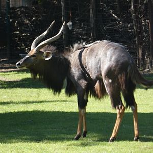 Nyala