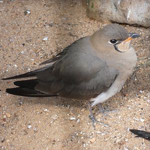 Collared pratincole