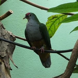 Beautiful fruit-dove