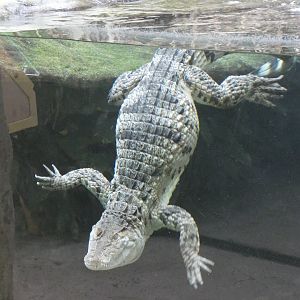 Philippine crocodile