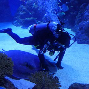 Diver feeding Porcupine Ray (Urogymnus asperrimus)