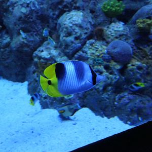 Pacific Double-saddle Butterflyfish (Chaetodon ulietensis)