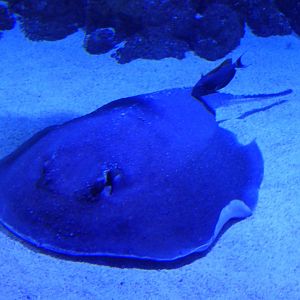 Porcupine Ray (Urogymnus asperrimus)