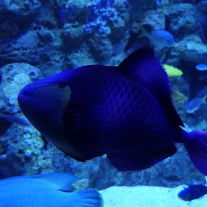 Redtooth Triggerfish (Odonus niger)