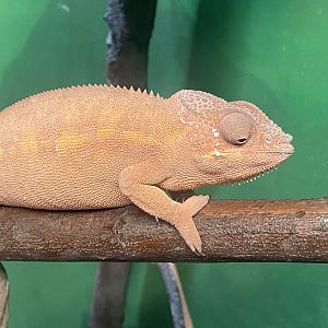 Panther chameleon 280425