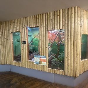 Panther chameleon exhibit 280425