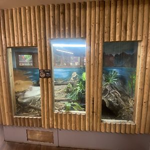 Argentine black and white tegu exhibit 280425