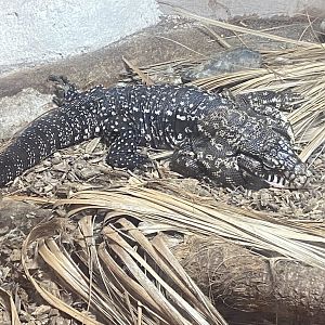 Argentine black and white tegu 280425