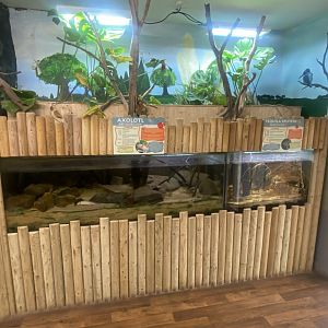 Axolotl exhibit 280425