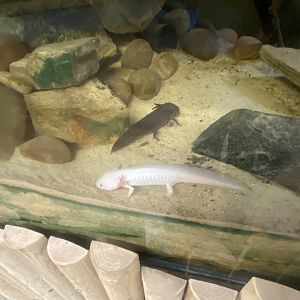 Axolotls 280425